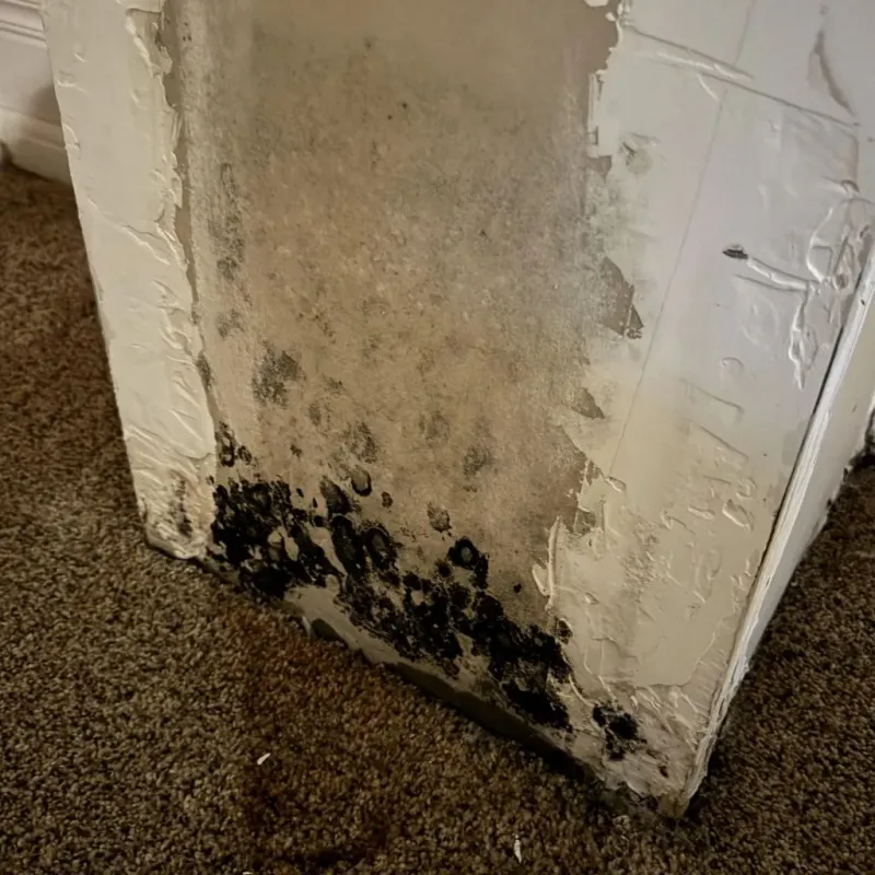 Professional Mold Removal in Buffalo, WY